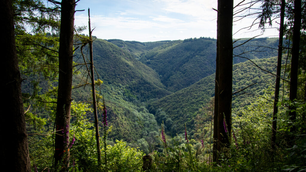 Kleine Wanderung auf dem Bremmer Calmont an der Moselschleife