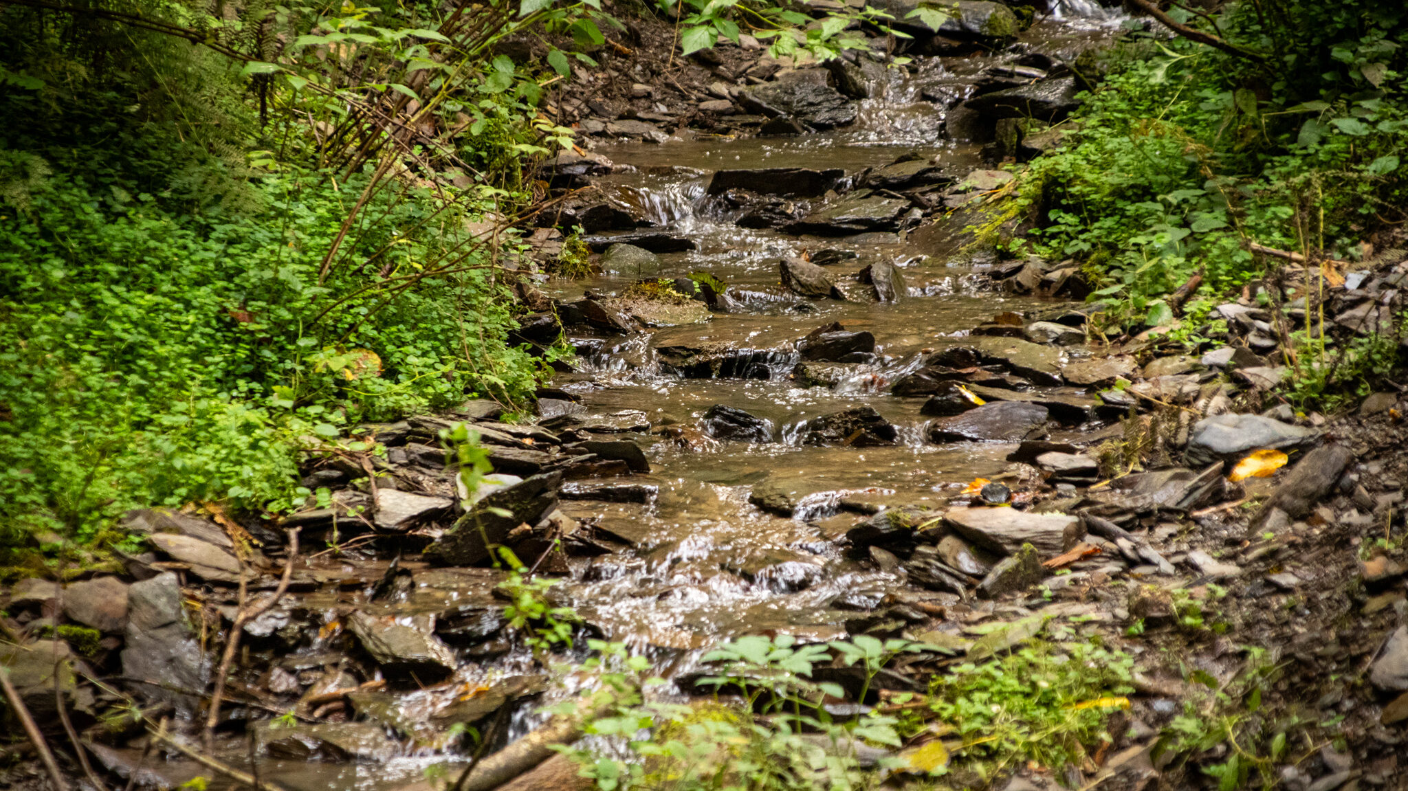 Wandern an der Mosel – Cochemer Ritterrunde